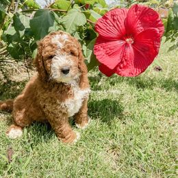 Australian Labradoodle, Goldendoodle, Labradoodle, and Poodle Puppies from Aloha Doodles & Poodles