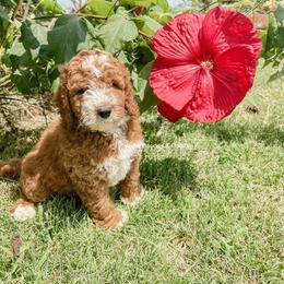 Australian Labradoodle, Goldendoodle, Labradoodle, and Poodle Puppies from Aloha Doodles & Poodles