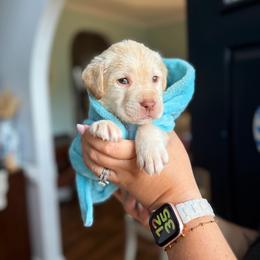 Red Collar - Yellow male Labrador Retriever puppy in Archer Lodge, North Carolina from Archer Lodge Labradors