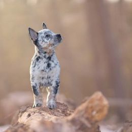 Australian Cattle Dog and Collie Puppies from Blackberry Hills