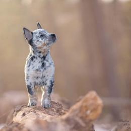 Australian Cattle Dog and Collie Puppies from Blackberry Hills