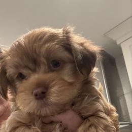 Boy 2 - Red male Havanese puppy in Walpole, Massachusetts from Golden Glen Havanese