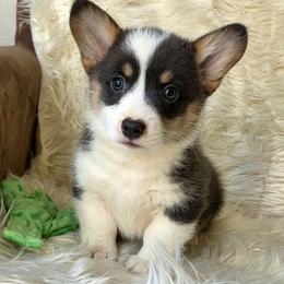 Blue collar male - Blue male Pembroke Welsh Corgi puppy in Wayne City, Illinois from Lash Livestock & Corgis