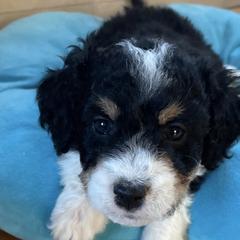 Double Doodles from Viking Doodles