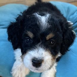 Double Doodles from Viking Doodles