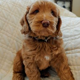 Australian Labradoodle Puppies from Lavender Fields Australian Labradoodles