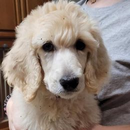 Boy 2 - White Poodle puppy in Jay, Florida from Purpose Bred Poodles