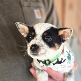 Boy 2 - Blue mottled male Australian Cattle Dog puppy in Monroe, North Carolina from Creek View Cattle Dogs