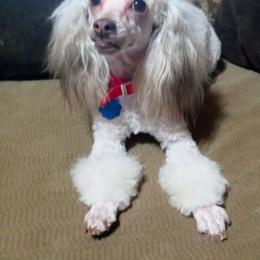 Eva - Poodle