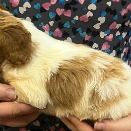 Daisy boy 4 - Orange and white male Brittany puppy in Floyd Knobs, Indiana from Cross Creek Brittanys