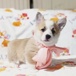 Pembroke Welsh Corgi Puppies from Sunny-Side Corgis