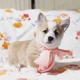 Pembroke Welsh Corgi Puppies from Sunny-Side Corgis