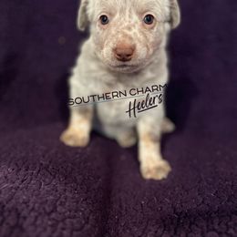 Australian Cattle Dog Puppies from Southern Charm Heelers