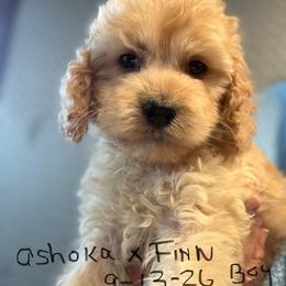 Ashoka blue collar boy - Golden male Cockapoo puppy in Haines City, Florida from Camic Cockapoos