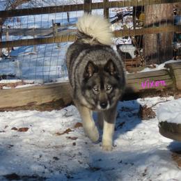 Vixen - Siberian Husky