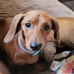 Penny - Dachshund