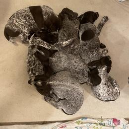 German Shorthaired Pointer Puppies from Chrishelle Farm