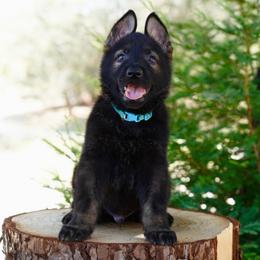 Ronan - Sable male German Shepherd puppy in Coarsegold, California from Yosemite Shepherds