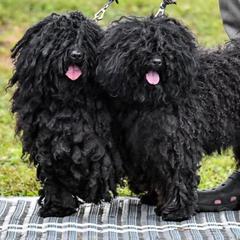 Puli All Grown Up from Bowmaker Pulik