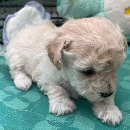 Aussiedoodle, Poodle, and Toy Australian Shepherd Puppies from Heartland Ranch