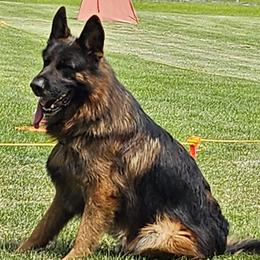 German Shepherd puppies from Von Kunstlerisch