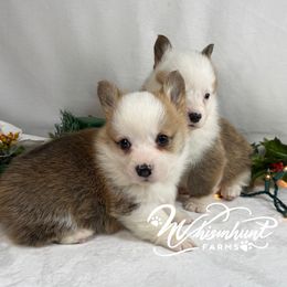 1,200 Marky - Red male Pembroke Welsh Corgi puppy in Nashville, Arkansas from Whisenhunt Farms