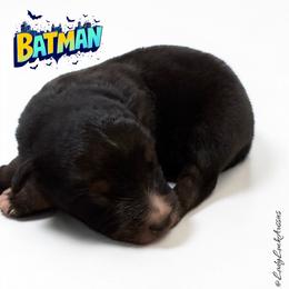 BATMAN-Black Tri Male - Black tri-color male Australian Shepherd puppy in Gainesville, Texas from Lady Luck Aussies