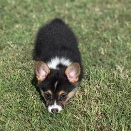 Sweet Pea - Black and tan female Pembroke Welsh Corgi puppy in Stephenville, Texas from Rising JM Pembrokes