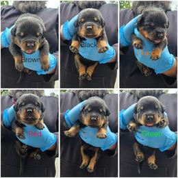 Boy 5 - Black and tan male Rottweiler puppy in Stanton, Kentucky from Vom Hause Alistair