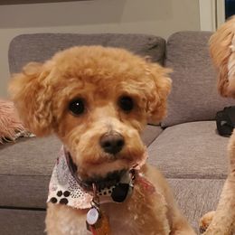 Assorted Doodle Crosses, Bernedoodles, and Cockapoos from Greenview Puppies
