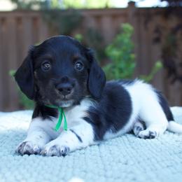 Chevy - Piebald male Dachshund puppy in Mapleton, Utah from Utah County Dachshunds