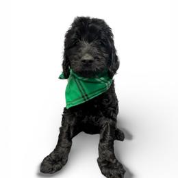Doakes - Black male Goldendoodle puppy in Prosperity, Pennsylvania from Stelladoodles & Company