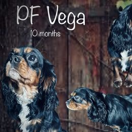 Vega - Cavalier King Charles Spaniel