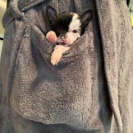 Chinese Crested Puppies from Jewels Chinese Cresteds