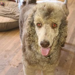 Hazel - Poodle