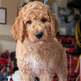 Red Collar - Apricot male Goldendoodle puppy in Olympia, Washington from Sinclairdoodles