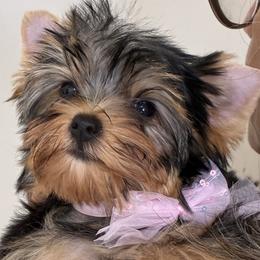 Yorkshire Terrier puppies from Niczarbiewers