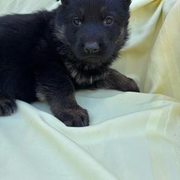 Black tan female - Black and tan female German Shepherd puppy in Jennings, Kansas from Lost Creek German Shepherds LLC