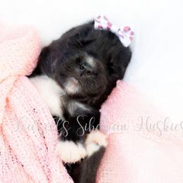 NessaRose - Sable and white female Siberian Husky puppy in Richland, Mississippi from Feazell’s Siberian Huskies