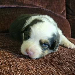 Flower - Black tri-color female Australian Shepherd puppy in Arbela, Missouri from County Line Aussies