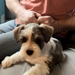 Miniature Schnauzer Puppies from Pemberlyacres