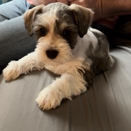 Miniature Schnauzer Puppies from Pemberlyacres