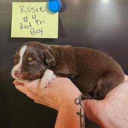 Rosie Boy 4 - Red tri male Miniature Australian Shepherd puppy in Hampton, Tennessee from TC Farms Stock Dogs - Miniature Australian Shepherds