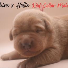 Red Collar - Yellow male Labrador Retriever puppy in Capron, Virginia from Triple Creek Kennel