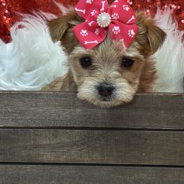 Goldie - Gold female Morkie puppy in Monticello, Iowa from Ashley’s Puppies