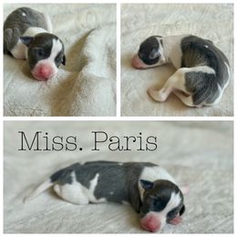 Miss. Paris - White and blue female Italian Greyhound puppy in Texas from Italian Greyhounds of Frisco
