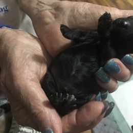 Poodle Puppies from Jm’s Precious Poodles