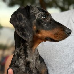 Dachshunds and Pomeranians from Purebred Pawprints