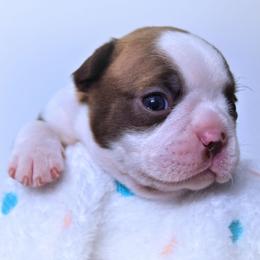 Baby Pax - Red male Boston Terrier puppy in Kingsport, Tennessee from Sleepwalker Bostons