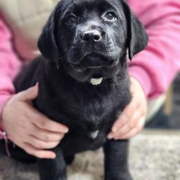 White Collar Girl - Black female Labrador Retriever puppy in Yelm, Washington from Prince Labradors